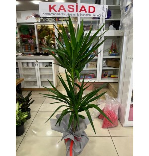 İkili Yukka Saksı Çiçeği