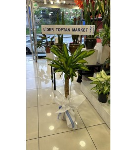 Tekli Massengena Saksı Çiçeği