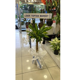 Tekli Massengena Saksı Çiçeği