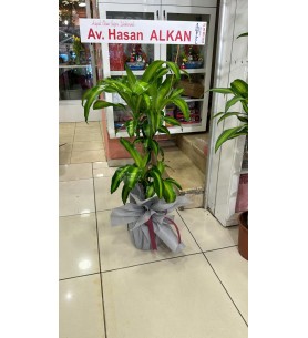 İkili Massengena Saksı Çiçeği