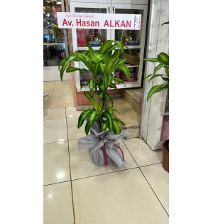 İkili Massengena Saksı Çiçeği