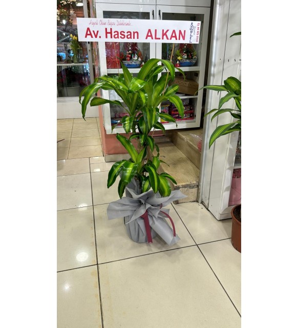 İkili Massengena Saksı Çiçeği