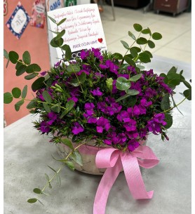 Geniş Seramikte Hüsnüyusuf